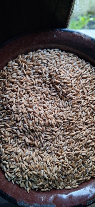 Pszenżyto  po centrali