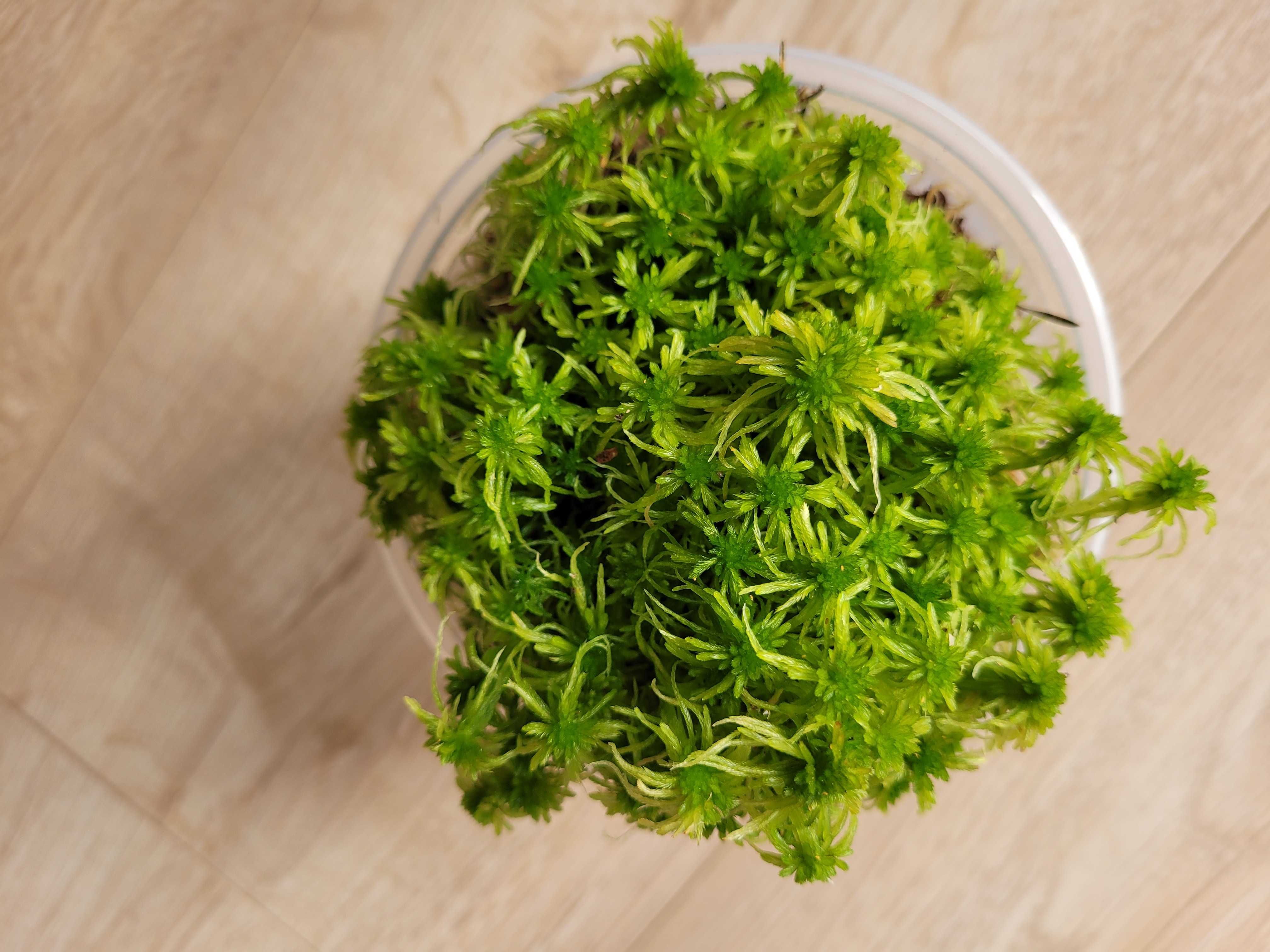 naturalny nadpróchniały pień korzeń do akwarium terrarium / mech