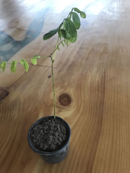 Гліцинія блідо-фіолетова