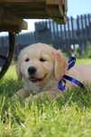 Golden Retriever *ZKwP FCI* gotowy do obioru piesek