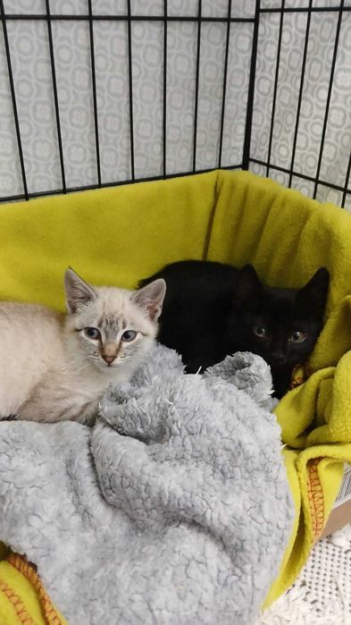 Gatos gatinhos bebés para adoção conjunta consciente