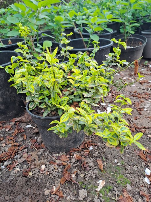 Hortensja, datury, miliny, kwiaty ogrodowe