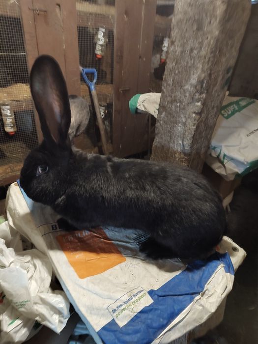 Olbrzym belgijski czarny