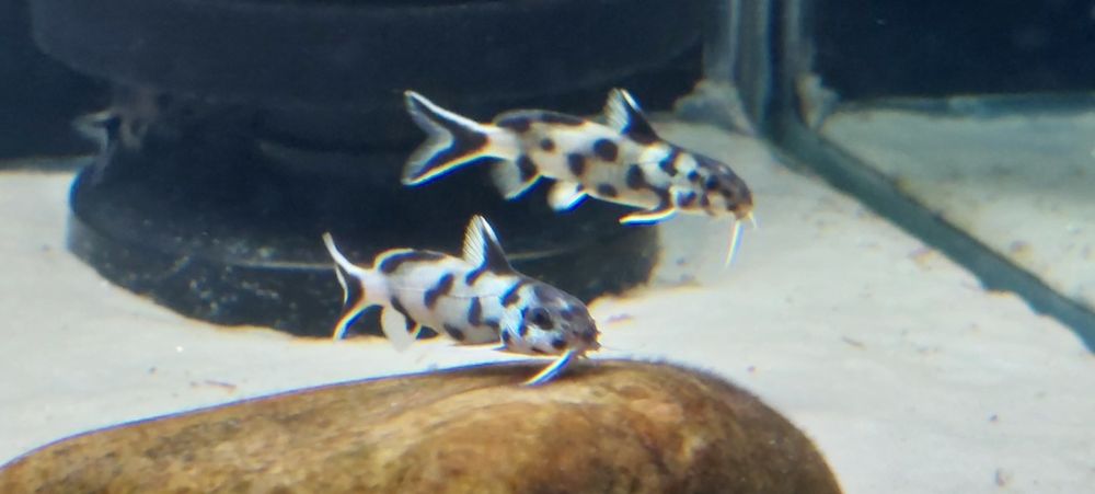Tanganika Malawi Synodontis Polli White