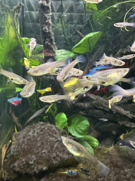 Gupik Endlera Yellow Tiger