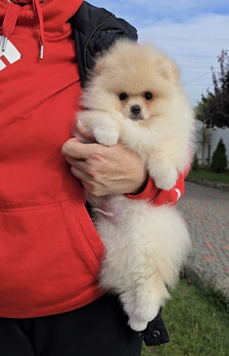 Плюшеві ведмедики.