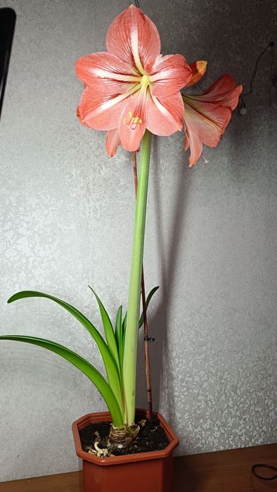 Кімнатна квітка Амариліс