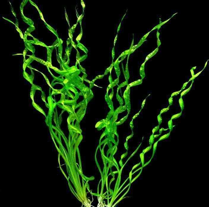 Эхинодорус Везувий. Аквариумные растения.