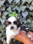 Piesek- shih-tzu