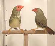 Astryld trzcinowy (Neochmia ruficauda)