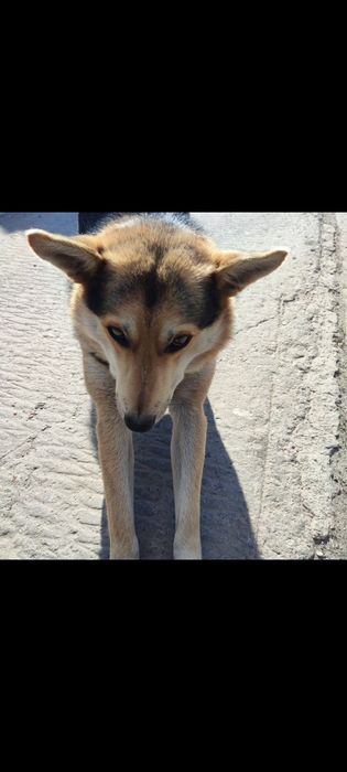Пропав песик! Прошу повернути за винагороду!