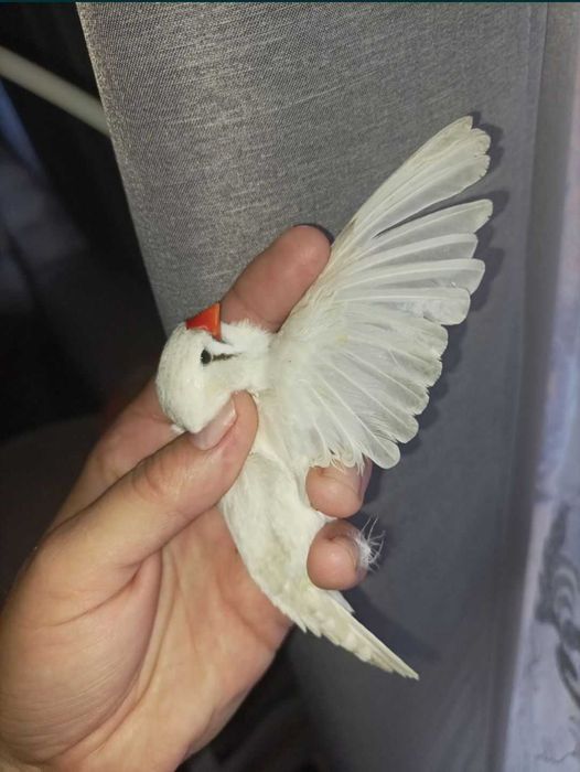 Zeberki młode ptaszki