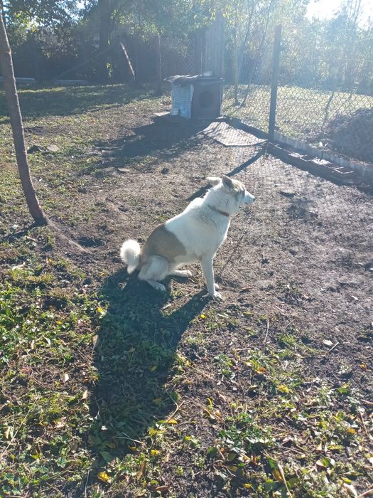 Продам ЗСЛ Сука 18 грудня буде рік за всіма питаннями пешить з воніть