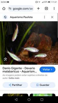 Peixe Damio Branco