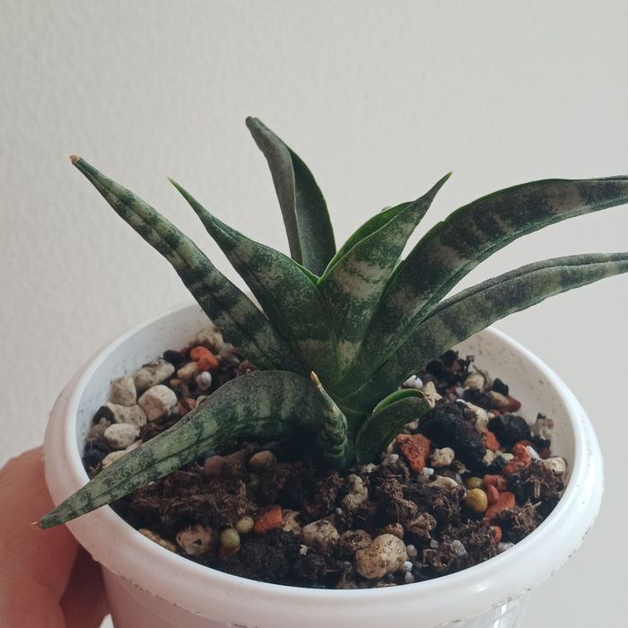 Sansevieria .Сансевієрія