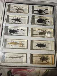 Coleção insectos