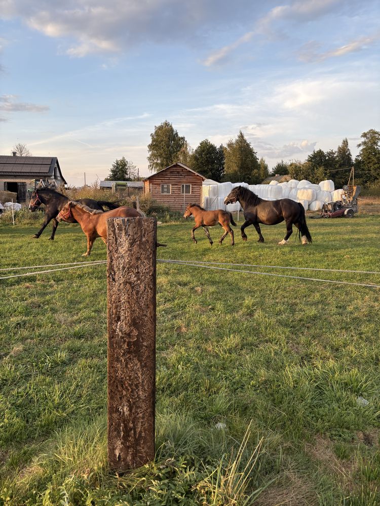 Klacz klacze źrebka zimnokrwiste