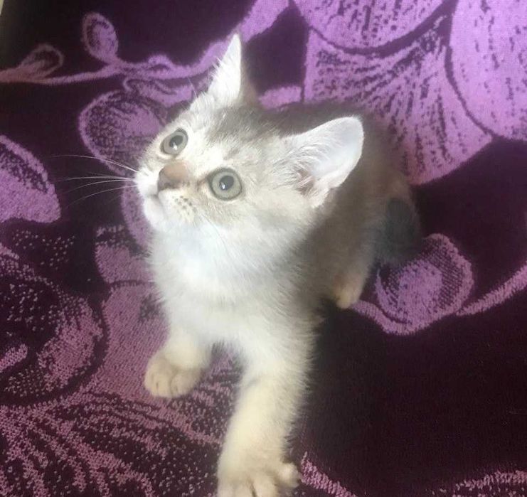 Внимание! Самая умная и гиперласковая шотландская девочка