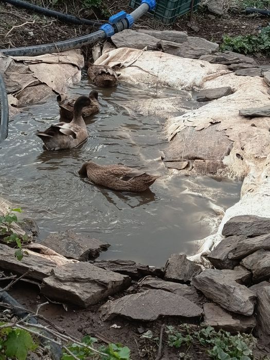 Ovos férteis de Khaki Campbell