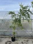 Klon Palmowy / Acer Palmatum