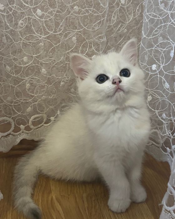 Срібна шиншила, кошенятка.