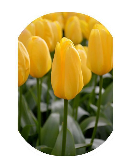 DUŻE Cebulki TULIPANÓW XL Tulipan zestaw mix mieszanka Tulipany KWIATY