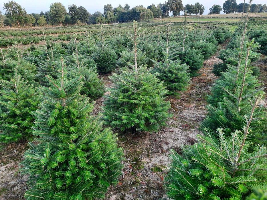 Świerk pospolity lub jodła koreańska na żywopłot lub CHOINKI plantacja