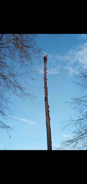 WYCINKA DRZEW frezowanie pni podnośnik koszowy 22m zwyżka rębak