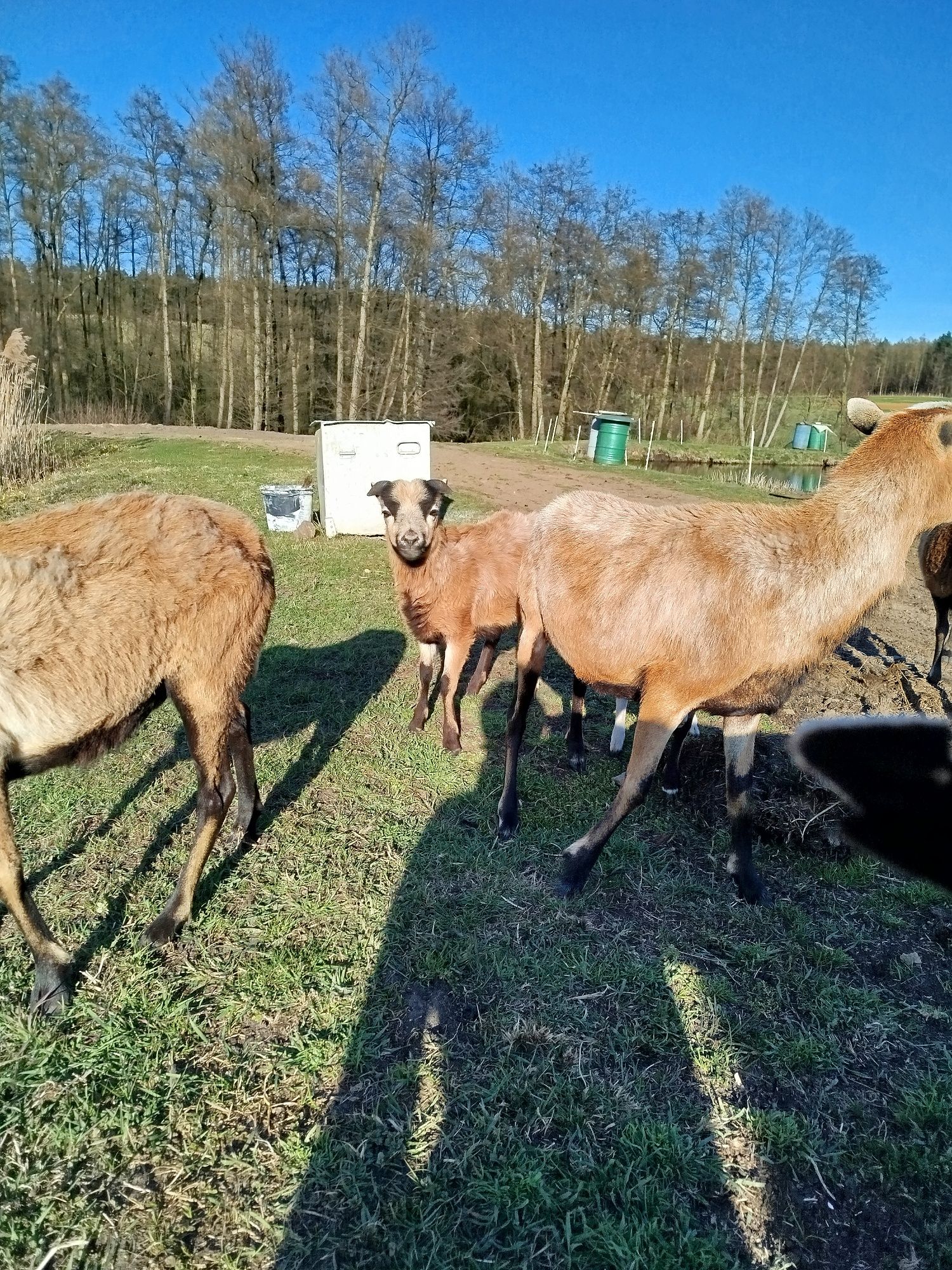 Sprzedam młodego tryka kameruńskiego