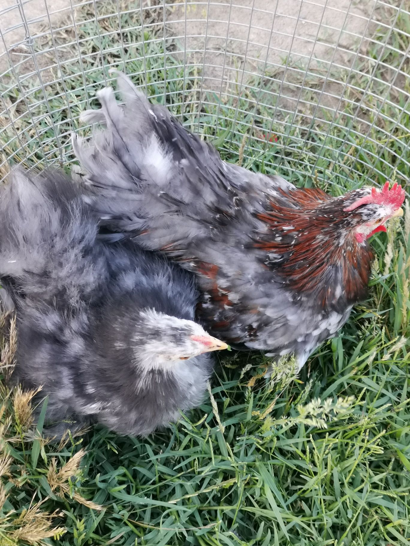 Casal de Pekins..