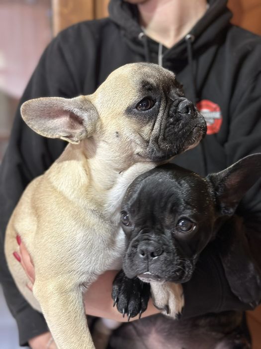 Сестрички француженкі.