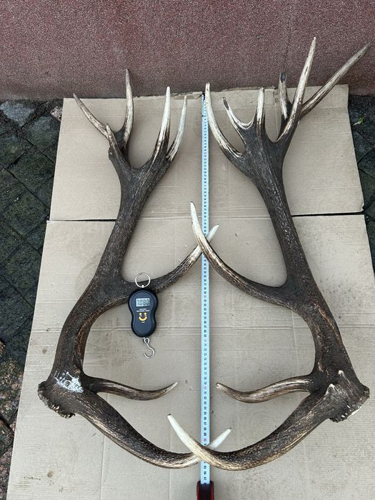 Рога оленя парні