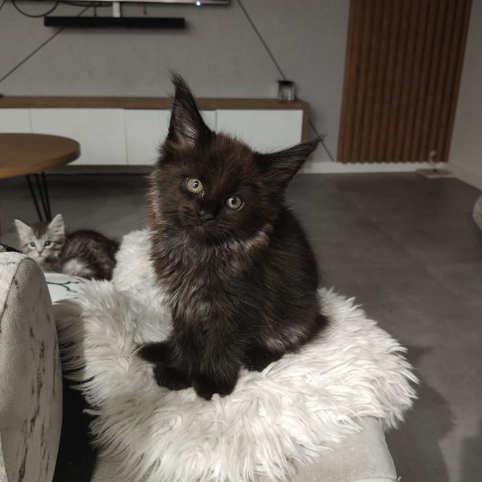 Maine coon koteczka Kami