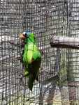 Amazona albifrons