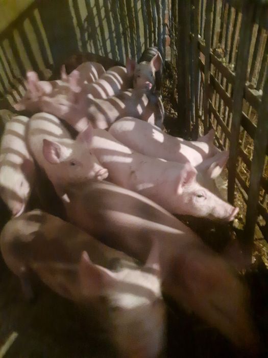 Продамо чудових свиней