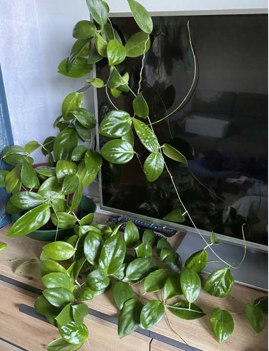 hoya aldrichii christmas Island, roślina ze zdjęcia