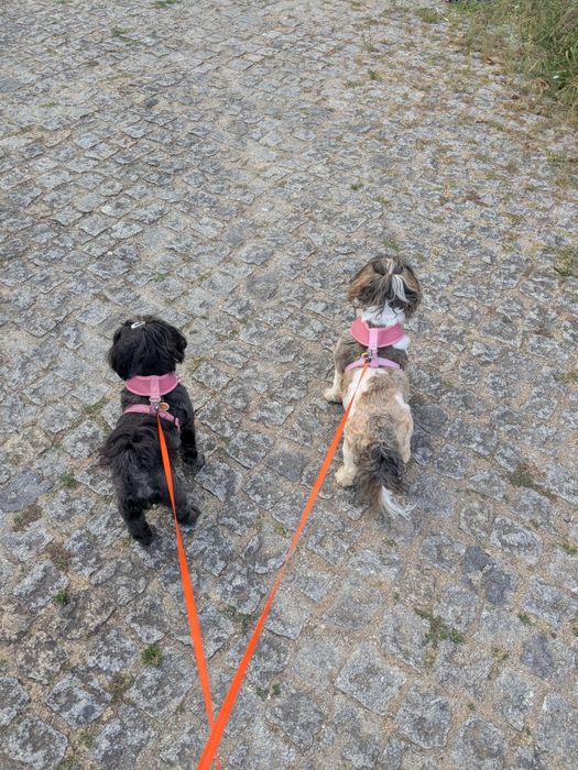 Pet sitting e pet walking