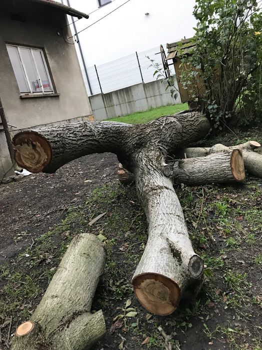 Orzech wloski pien drzewo kloda drewno