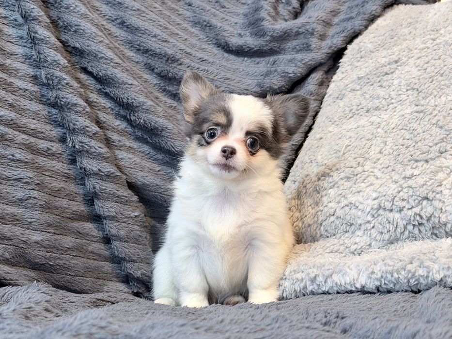 Chihuahua Tricolor suczka