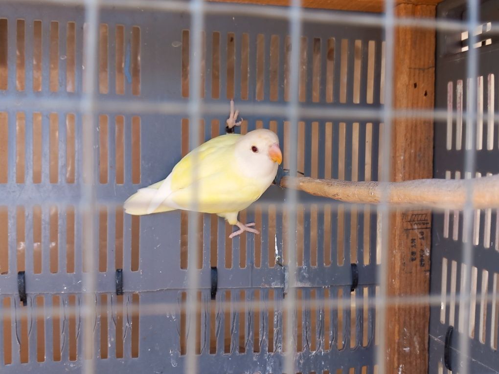Agapornis roseicolis