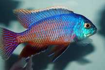 Pyszczaki z Malawi--Pyszczak Protomelas Taeniolatus Red Empres--9-10cm