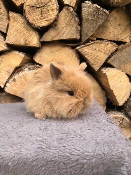 Królik miniaturka karzełek Teddy długowłosy
