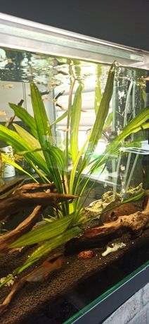 Żabienica roślina akwariowa