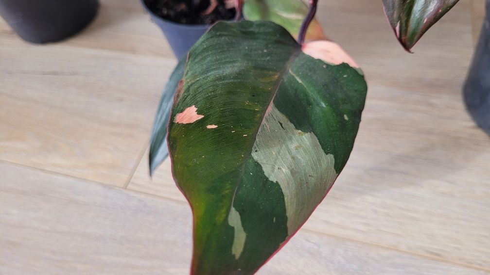 Zestaw 3 szt kolekcja na parapet filodendron pink princess monstera