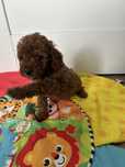 Pudel Toy Piesek