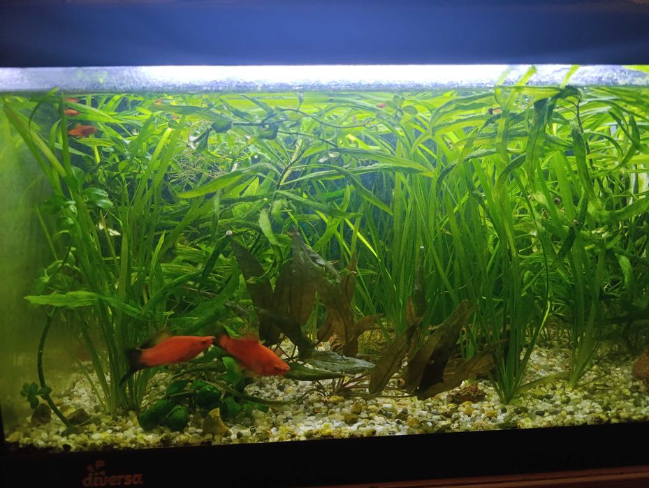 Mieczyk ryba akwariowa