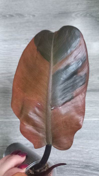 Филодендрон Блек кардинал варіаг