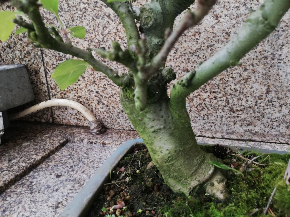 Bonsai  Macieira