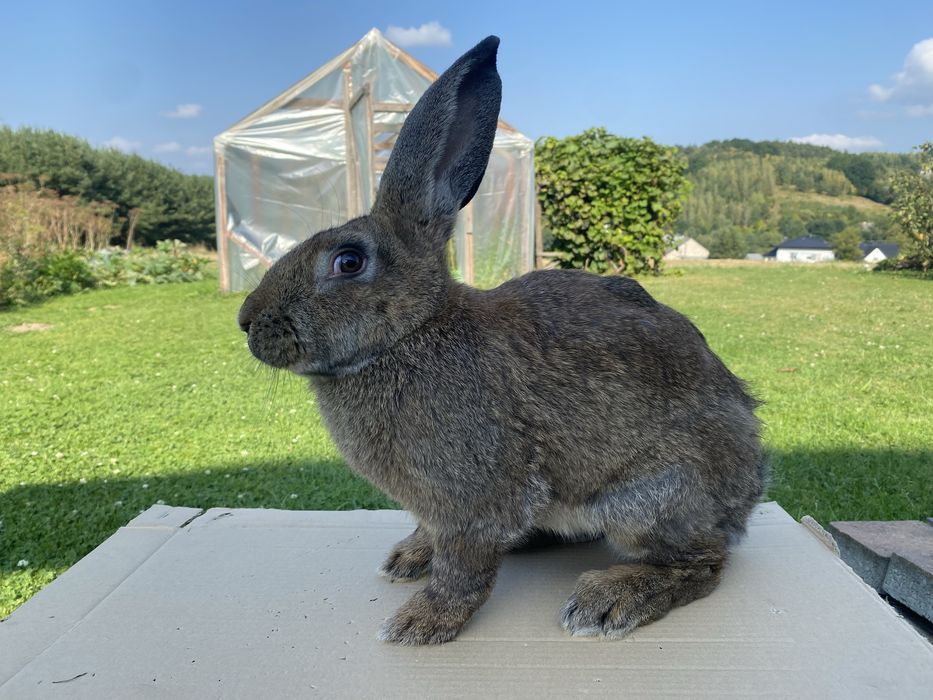 Króliki samce 7 miesięczne.