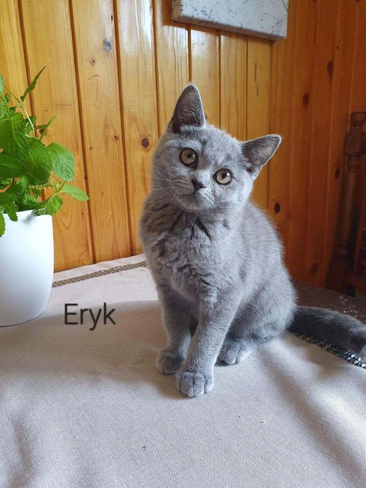 Kocurek brytyjski
